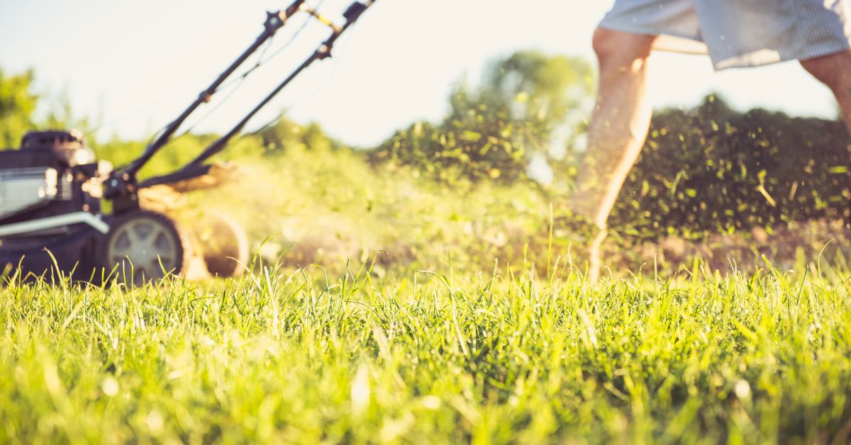 Biodiversité : la bonne hauteur pour tondre sa pelouse