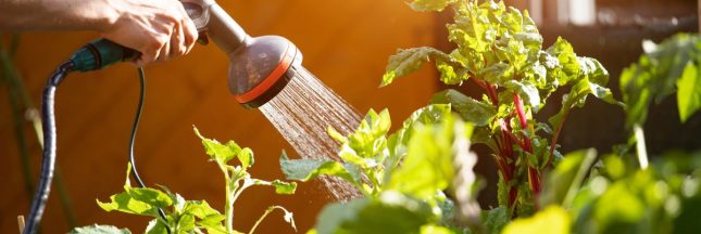 Arroser durant une restriction d'eau