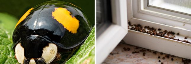 Les dangers de la coccinelle asiatique