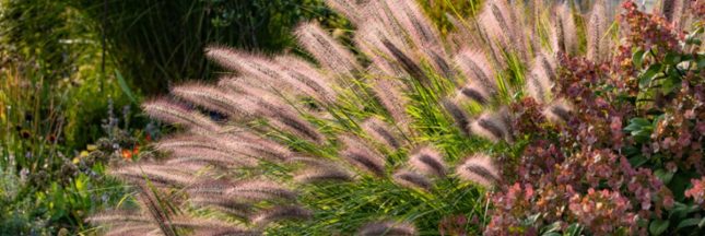 Des graminées pour sol sec et résistantes au soleil