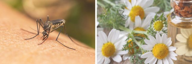 Soulager les piqûres de moustique avec des plantes