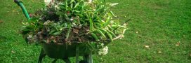 Sécheresse : les plantes à tailler en été pour les aider à résister