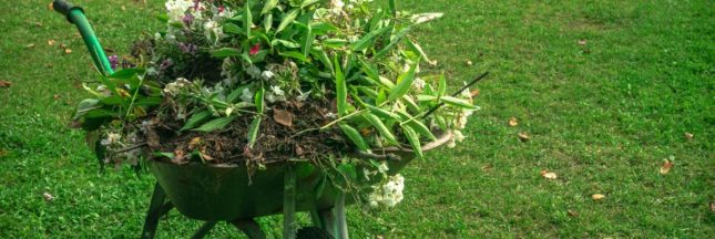 Les plantes à tailler en été