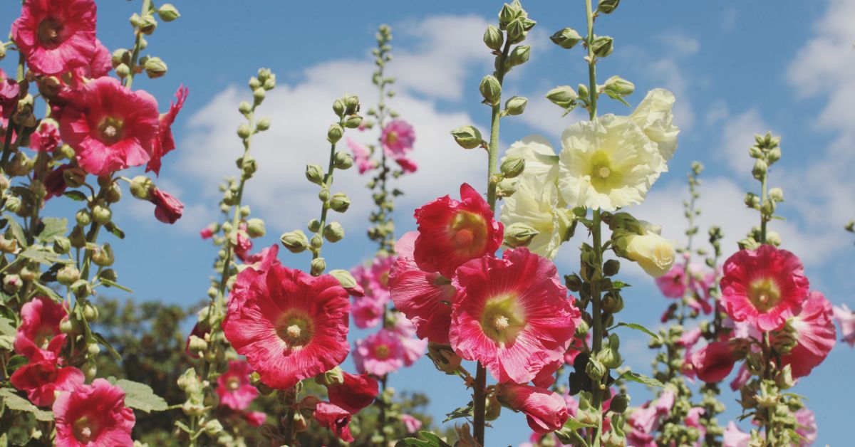 Un beau jardin sans arrosage ? C'est possible avec les bonnes plantes !