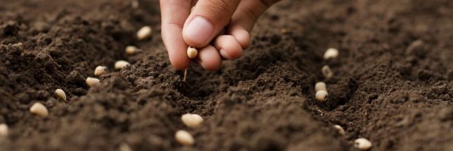 Les semis d'été pour le potager d'automne