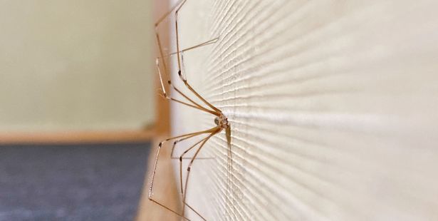 5 astuces et répulsifs naturels pour éviter les araignées dans la maison