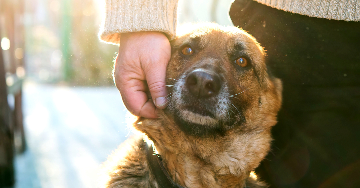 Les retrouvailles avec leur maître font pleurer de joie les chiens