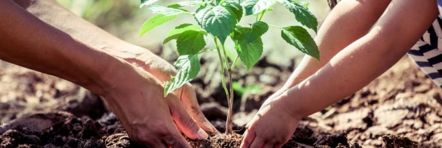 Cultiver un jardin résistant à la sécheresse