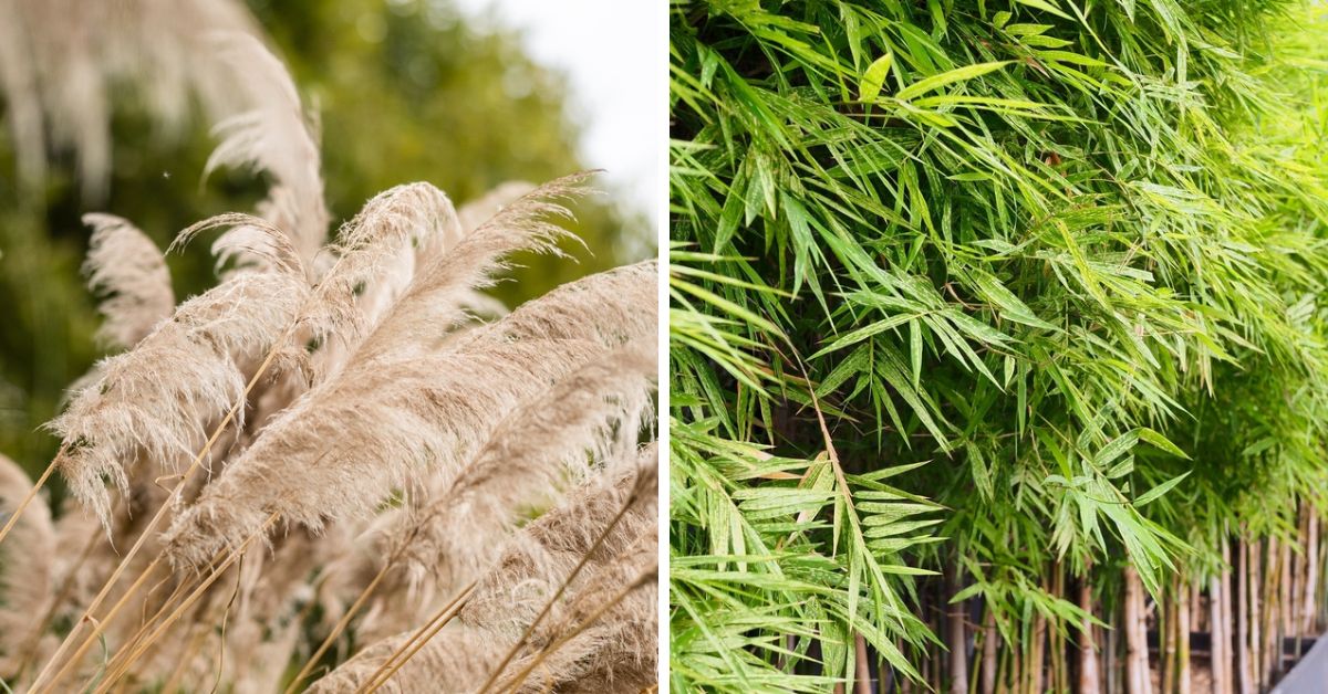 Incendies : 21 plantes très inflammables à ne pas planter au jardin