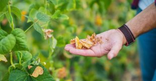 Jardinage par temps chaud : 10 règles d'or pour sauver le potager