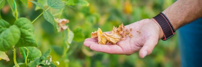 Protéger le potager de la chaleur