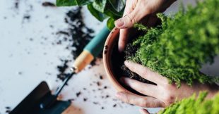 Jardinage en pot : quand et comment rempoter une plante ?