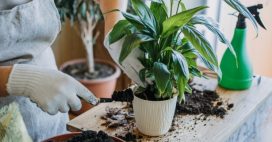 Plantes d’intérieur : ces 7 erreurs que nous faisons tous et qui sont pourtant fatales