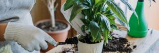 Plantes d'intérieur : ces 7 erreurs que nous faisons tous et qui sont pourtant fatales