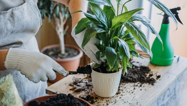 L'entretien des plantes d'intérieur