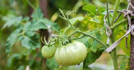 Faire mûrir ses dernières tomates en automne pour ne pas les perdre : les astuces infaillibles