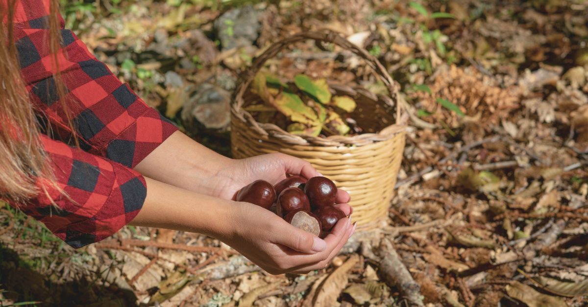 Marron et châtaigne : qui est comestible, qui est toxique ?