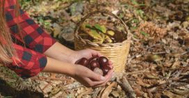 Marron et châtaigne : qui est comestible, qui est toxique ?