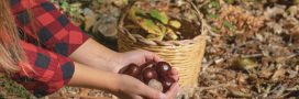 Marron et châtaigne : qui est comestible, qui est toxique ?