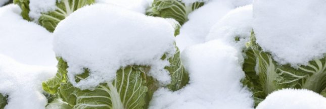 Un potager d'hiver : des légumes d'hiver