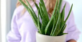 Prendre soin de son aloe vera… parce qu’il le vaut bien !