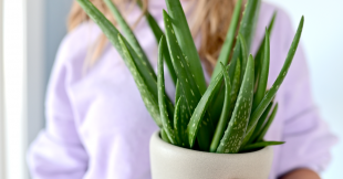 Prendre soin de son aloe vera... parce qu'il le vaut bien !