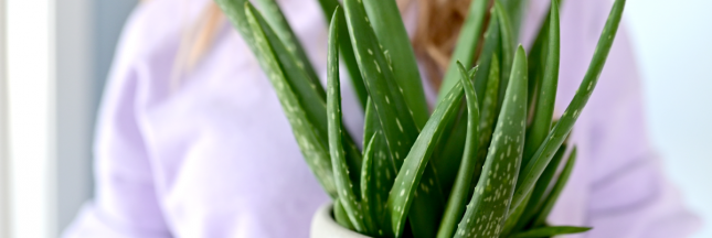 aloe vera entretien