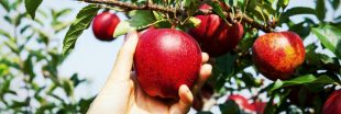 Récoltes au verger : 4 erreurs courantes qui nuisent à la qualité de vos fruits