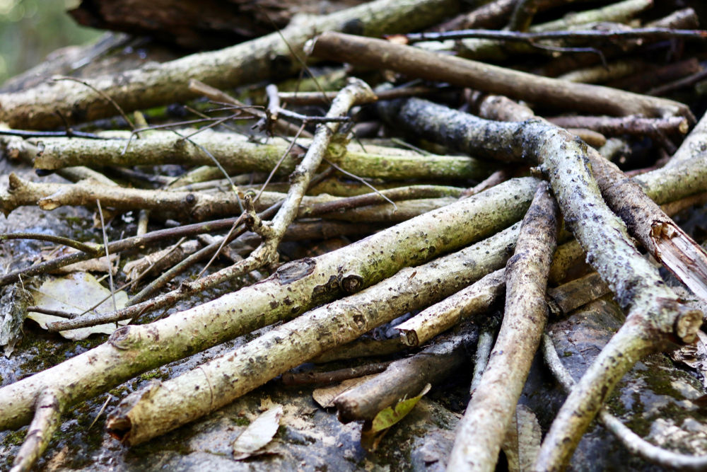 Ramasser du bois et des feuilles mortes en forêt : attention à l'amende !