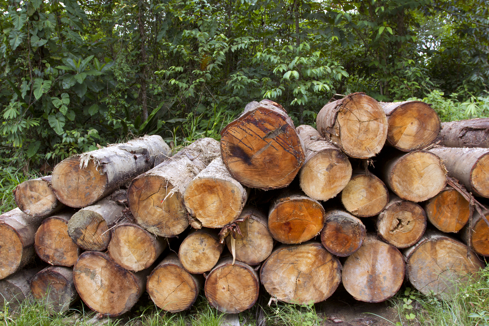 Ramassage du bois en forêt : voici l'amende salée que vous
