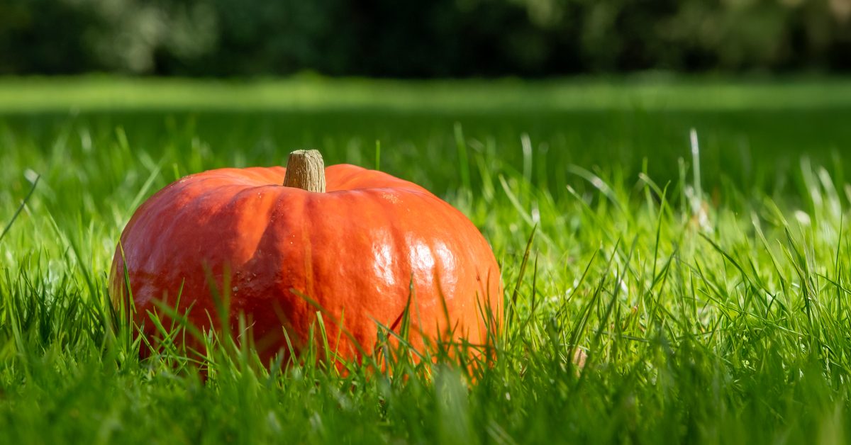 Des idées terribles pour fêter Halloween écolo et zéro déchet