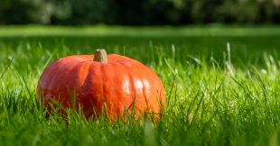 Des idées terribles pour fêter Halloween écolo et zéro déchet