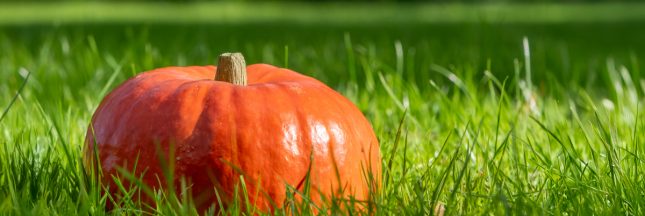 Des idées terribles pour fêter Halloween écolo et zéro déchet