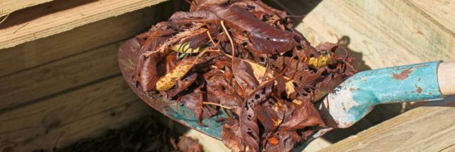 Les feuilles à ne pas mettre au compost