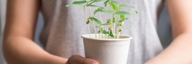 Les légumes à faire pousser chez soi, en appartement ou maison