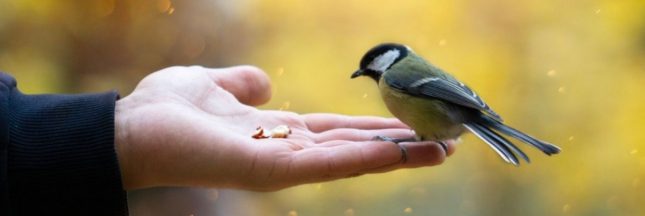 Les aliments toxiques pour les oiseaux