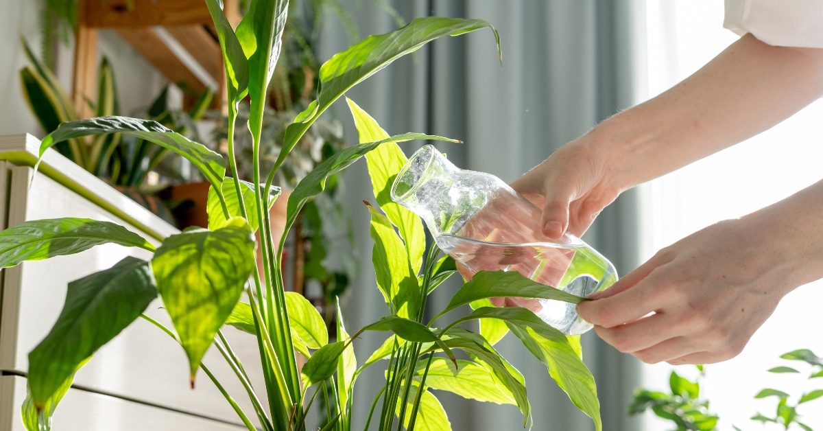 Arroser les plantes d’intérieur en hiver : 10 erreurs courantes qui les détruisent