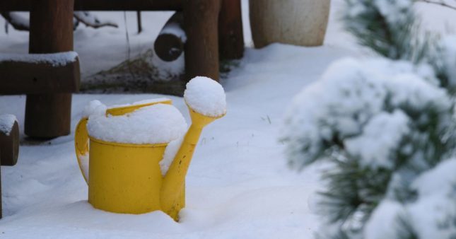 Six astuces pour protéger ses plantes en pots du froid et du gel