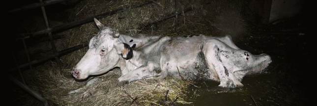 Vaches à l’agonie : demandons la fermeture immédiate de l’élevage