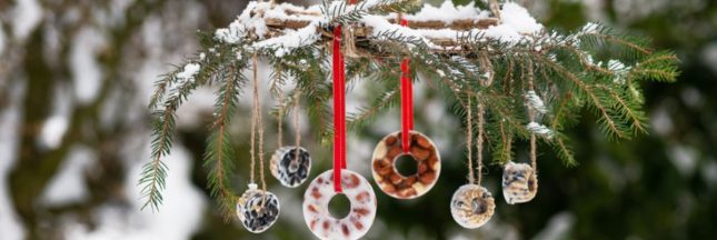 Fabriquer de la nourriture pour oiseaux en hiver