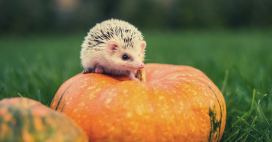 Halloween : attention, les citrouilles sont mortelles pour les hérissons