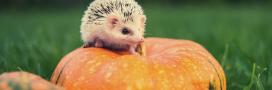 Halloween : attention, les citrouilles sont mortelles pour les hérissons