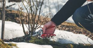 Jardiner en hiver : 8 erreurs courantes qui détruisent vos plantations