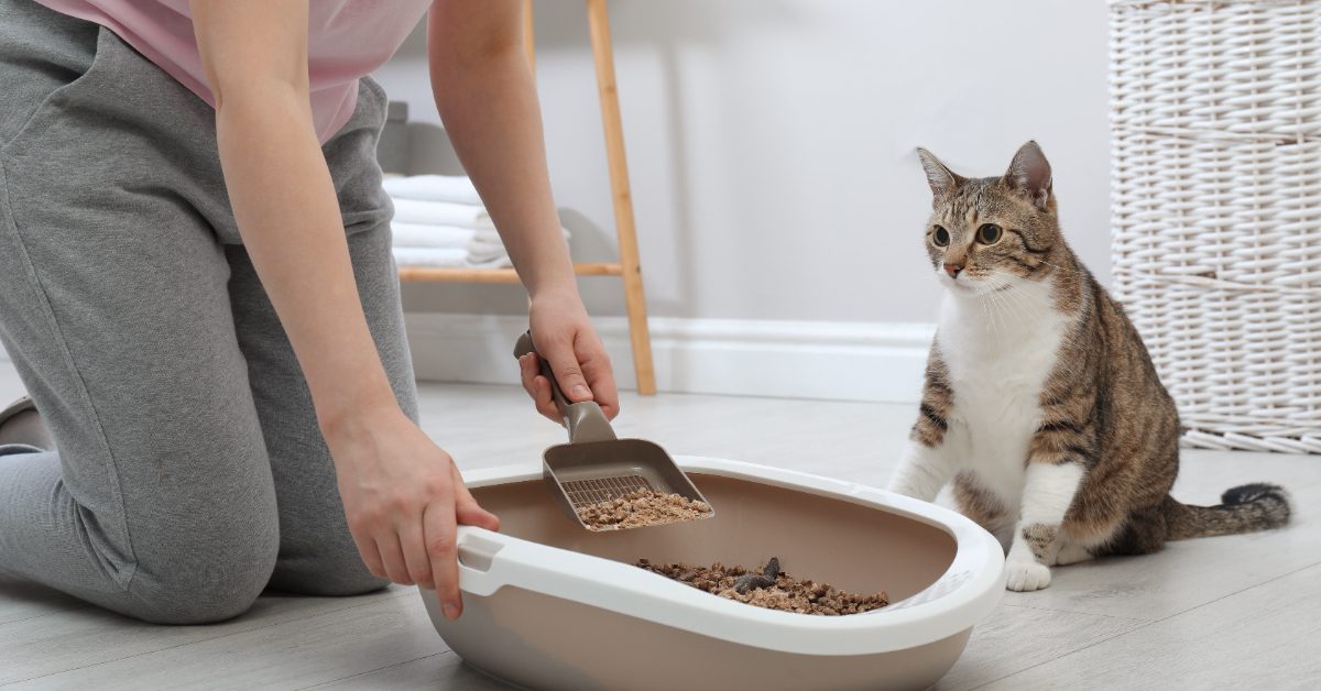 Les litières pour chat les plus économiques, naturelles et écologiques !