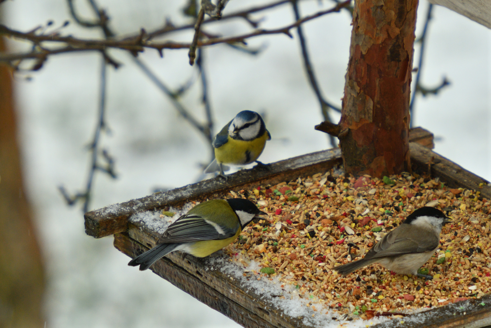 Quelle nourriture pour les oiseaux sauvages ?