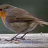 Nourrir les oiseaux : attention à ces aliments souvent donnés et pourtant toxiques