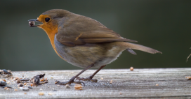 Nourrir les oiseaux : attention à ces aliments souvent donnés et pourtant toxiques