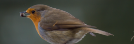 Nourrir les oiseaux : attention à ces aliments souvent donnés et pourtant toxiques