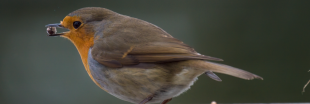 Nourrir les oiseaux : attention à ces aliments souvent donnés et pourtant toxiques