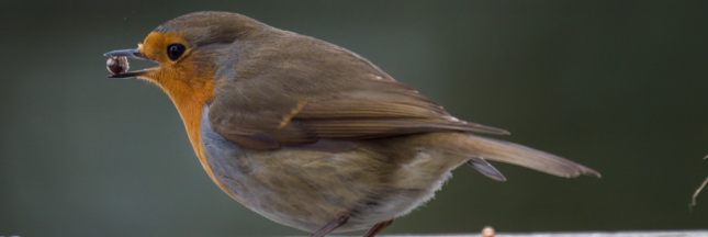 Les aliments toxiques pour les oiseaux